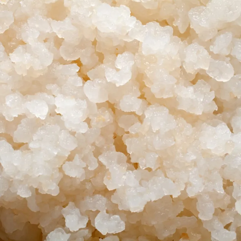 Ginger beer plant